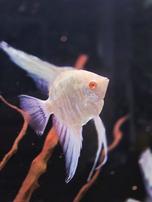 Skalar marble albino
