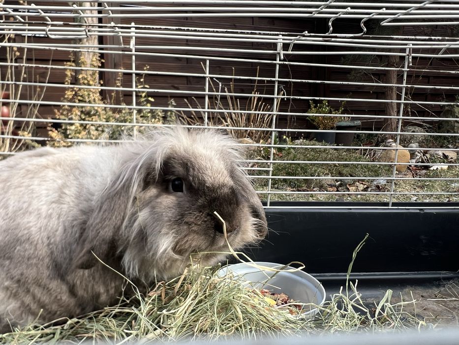 Oddam w dobre rece kroliczka