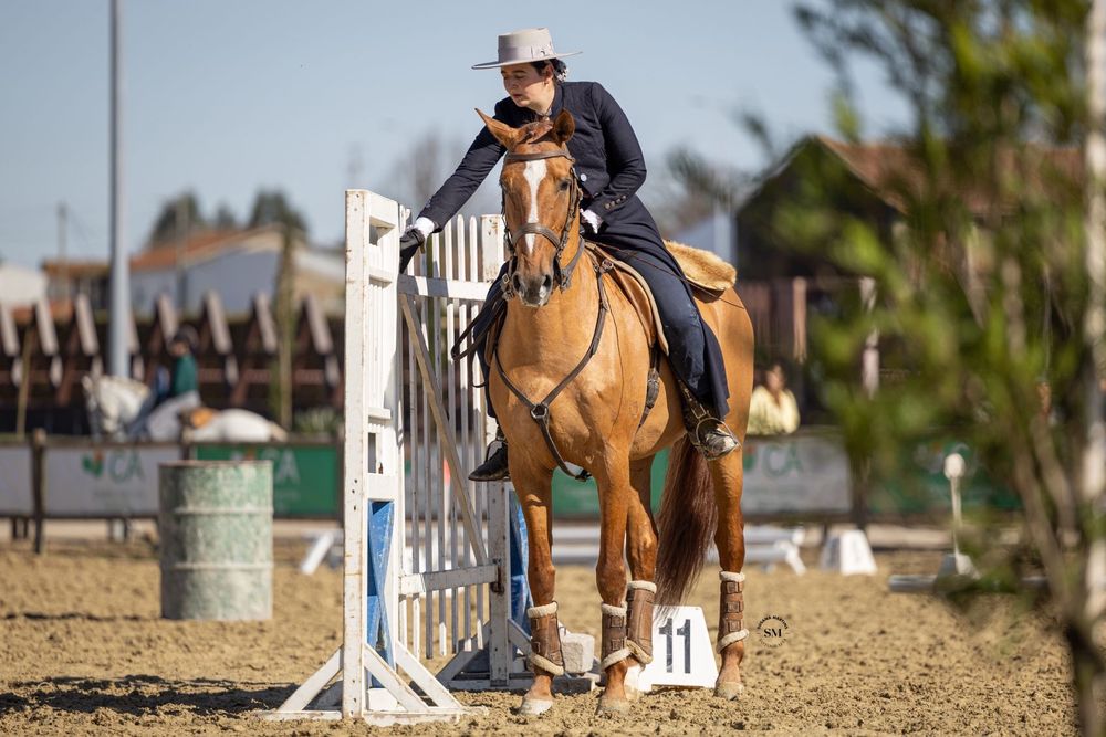 Cavalo manso com 10 anos