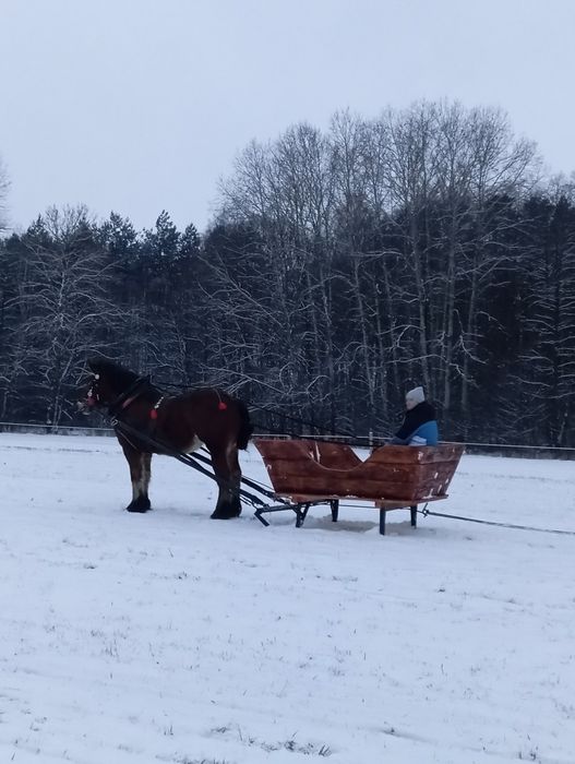 Konie zimnokrwiste klacz 3 lata