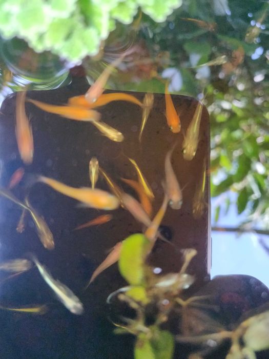 Medakas - Oryzias latipes