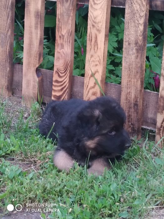 Німецька вівчарка вибір песикіа чорного і чепрачного кольору