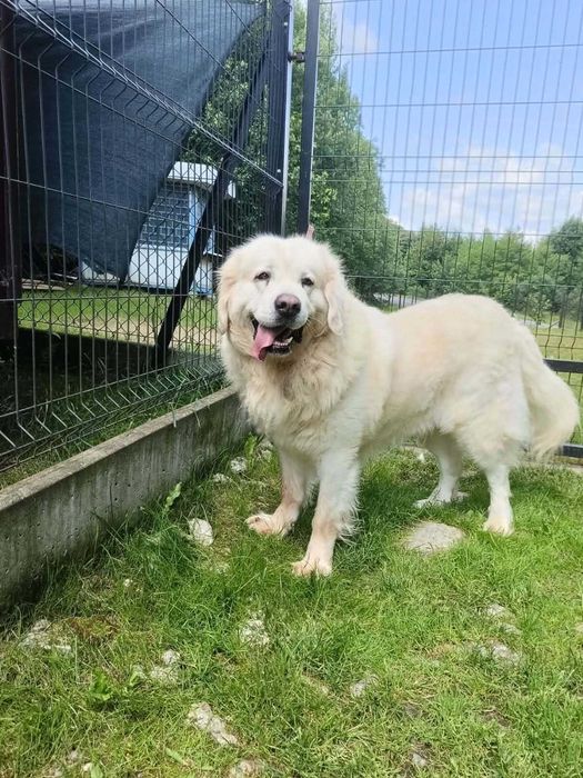 Budyń-do adopcji – wyjątkowy pies w typie owczarka podhalańskiego, oddam psa