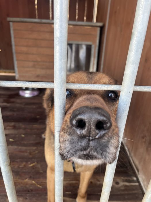 pies do adopcji za darmo