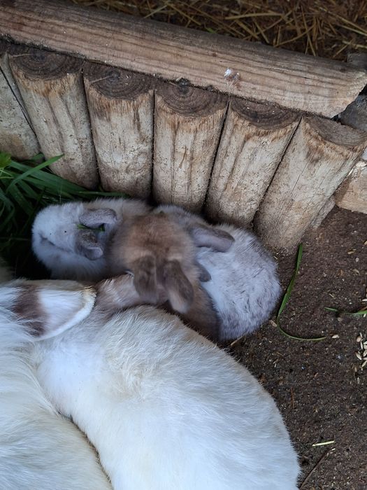 Coelhos Anões Raça Belier Puros