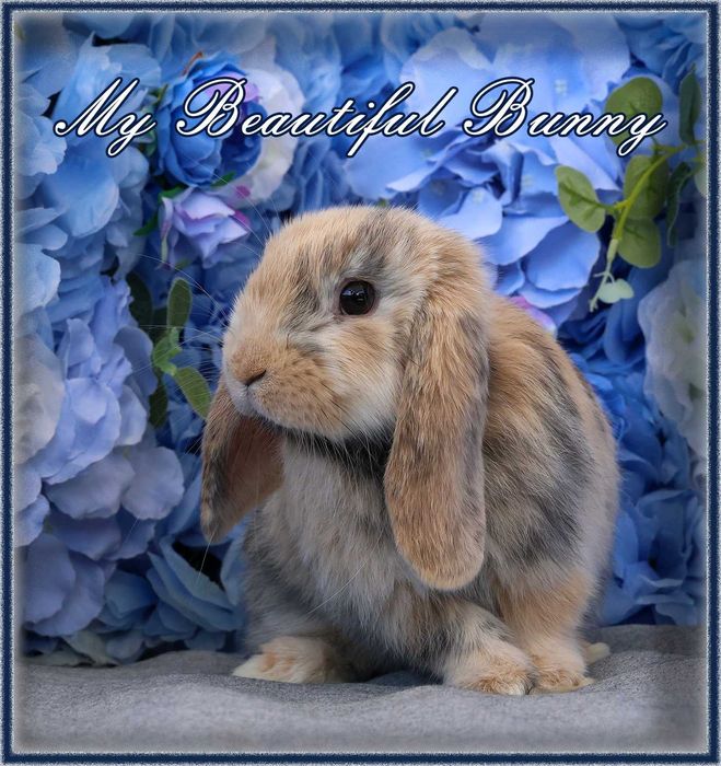 Piękny Królik Mini Lop - Harlequin