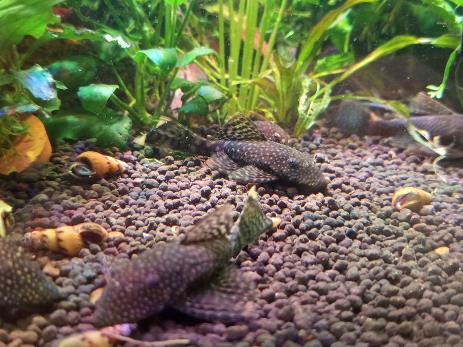 Ancistusy sp. standard