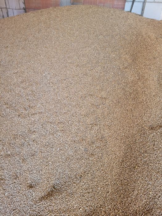 Pszenica, jęczmień kukurydza