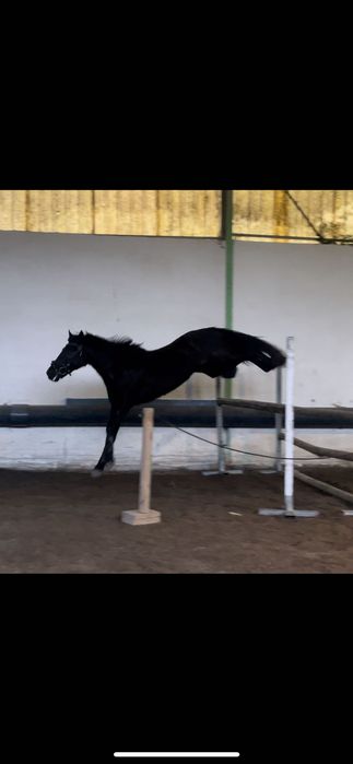 Ponei de obstáculos