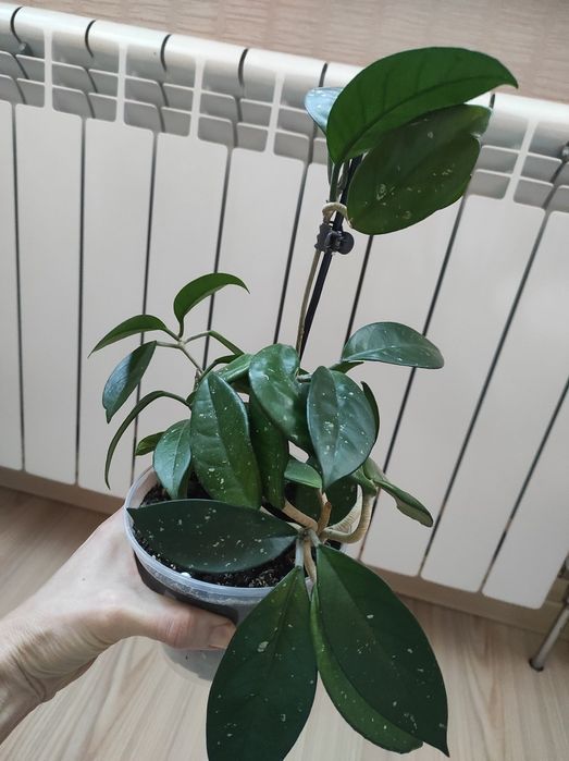 Хойя,хоя карноза,аїхрізон(дерево кохання), кімнатні рослини