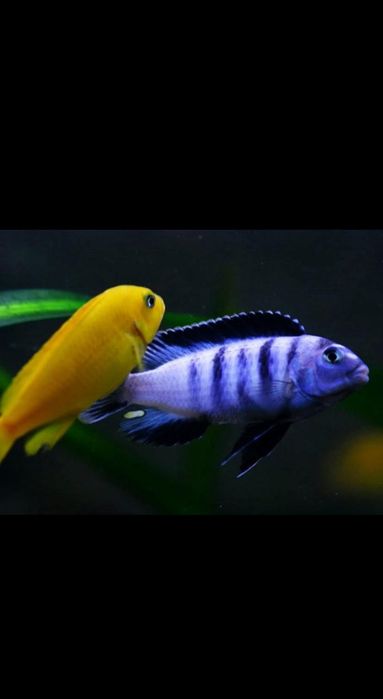 Ciclideos Saulosi