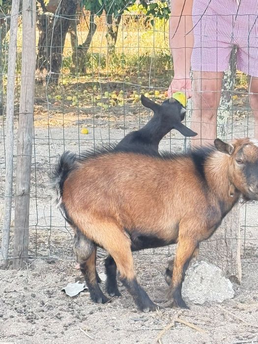 Casal da cabritos anoes
