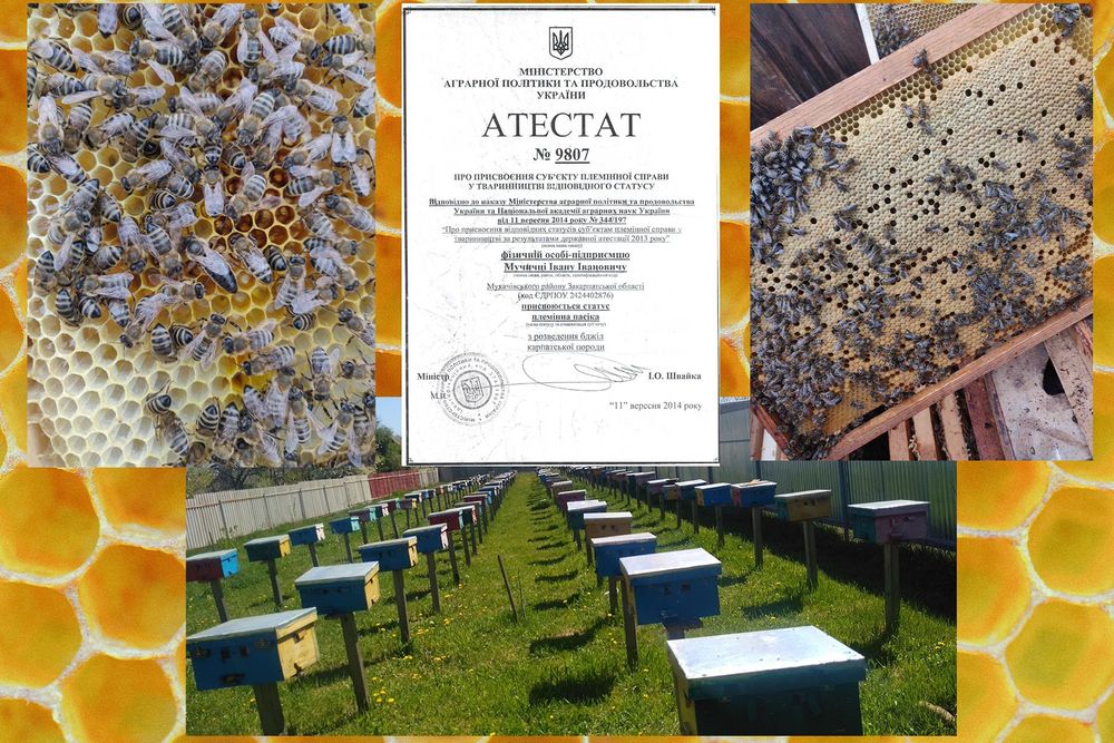 Продаються бджоломатки породи Карпатка .