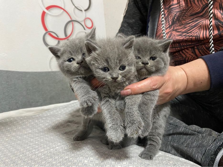 Шотландські котята