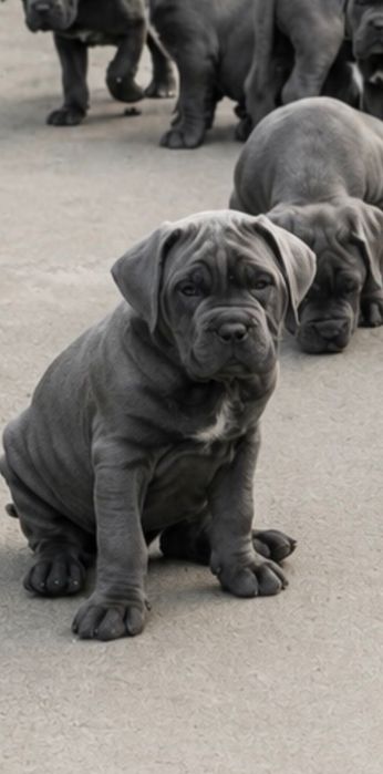 Cane corso blue