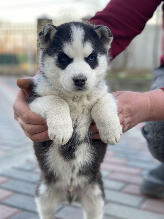 Хлопчик сибірської хаски