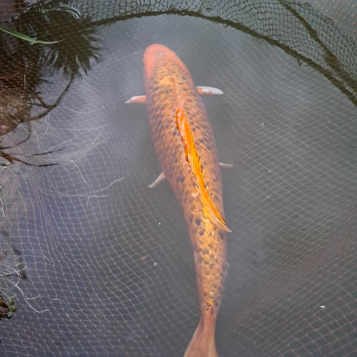 Carpa Koi Amarela