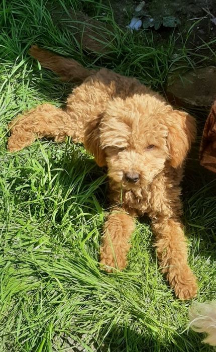 Toy poodle red ‼️
