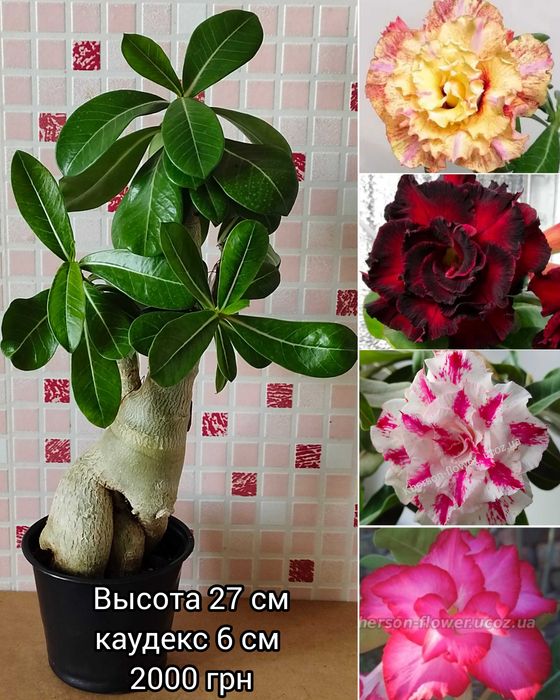 Аденіум мультипрививка з каудексом "восьминіг"