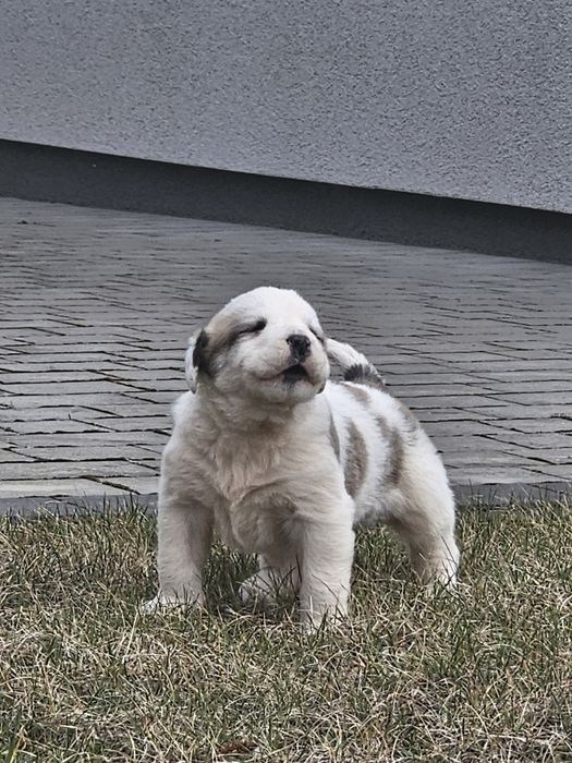Owczarek Środkowoazjatycki!Piekna Suczka!OKAZJA!