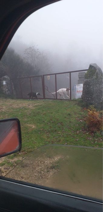 Cadela border collie