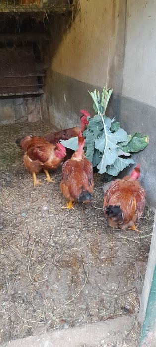 Frangos-Galos caseiros.