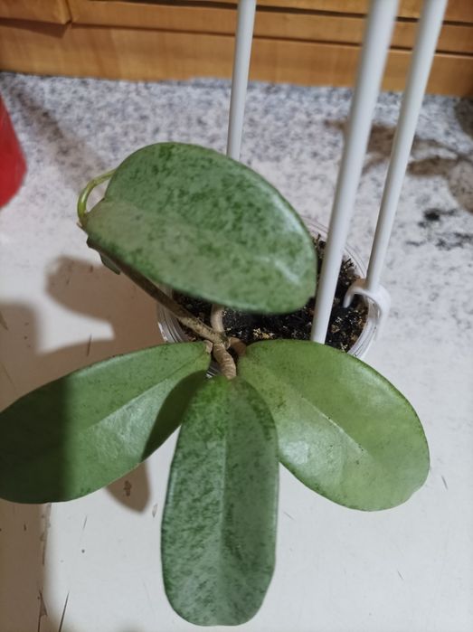 Хойя Пахіклада варієгата Мун