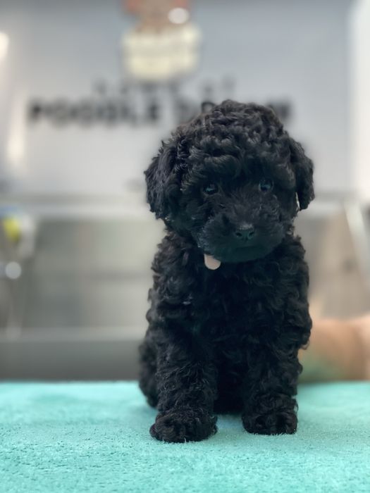 Lindo Puppy de Caniche/Poodle Mini Toy Preto procura novo dono!!!