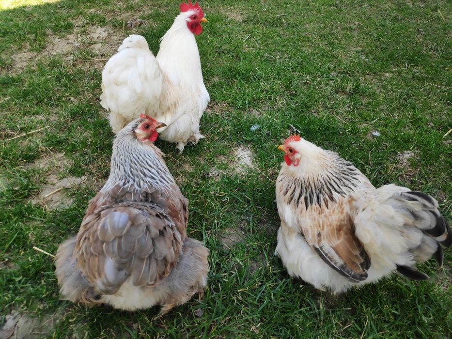 Jaja lęgowe kochin karzełek