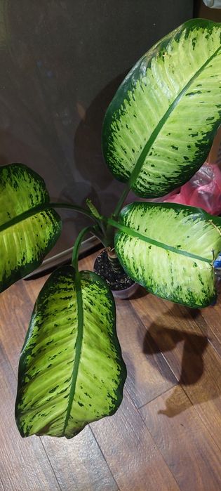 Спатифиллум Нью Ван,пальма веерная,диффенбахия тропик.