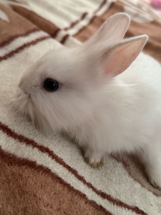 Króliki białe miniaturki
