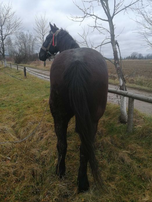 Продам спокійного коня