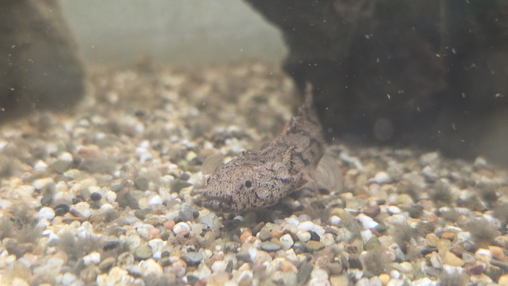 Vendo polypterus endlicheri