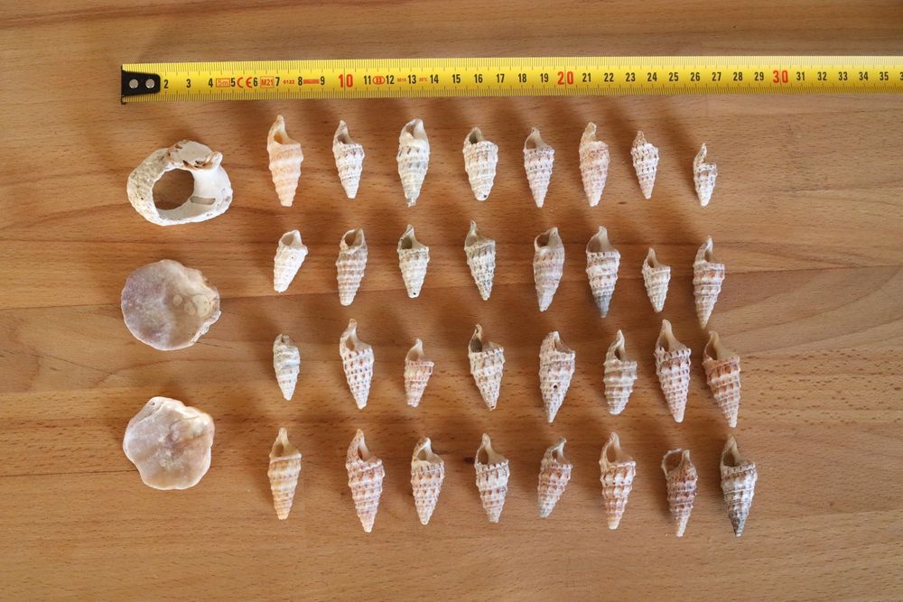Conjunto 32 búzios e 3 conchas