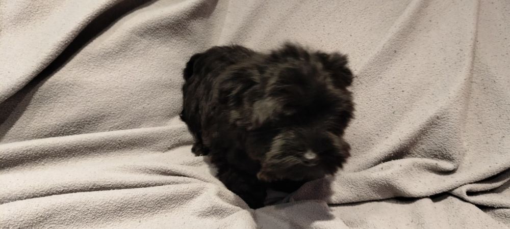 Yorkshire terrier Black pies