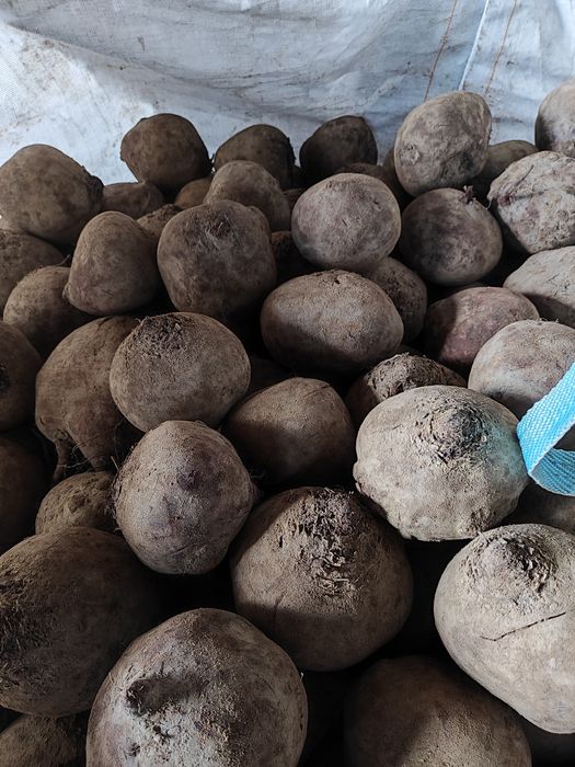 Burak odpadowy ćwikłowy czerwony paszowy na pasze kur bydła gruby