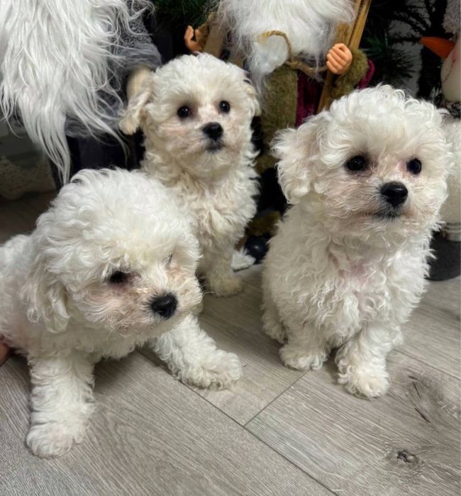 Вязка Бішон фрізе