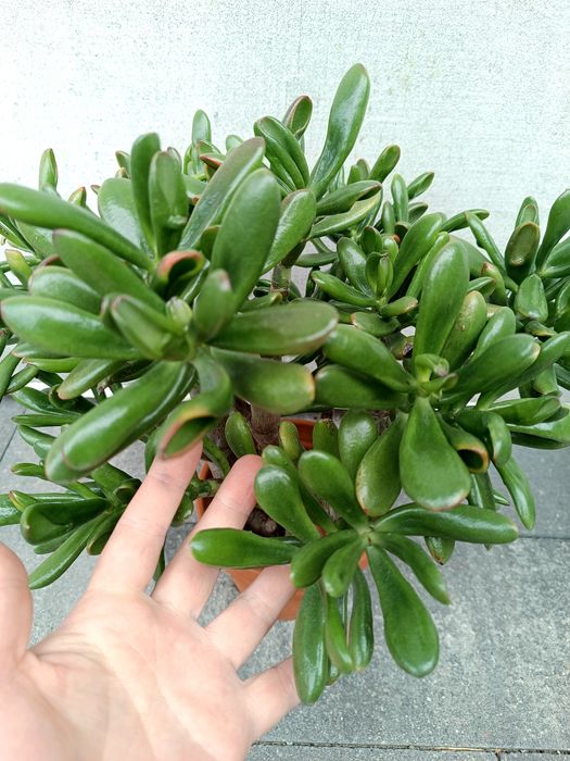 Wieloletnie Drzewko szczęścia grubosz crassula