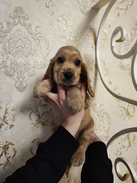 Восхитительные Мальчик и Девочка Спаниель