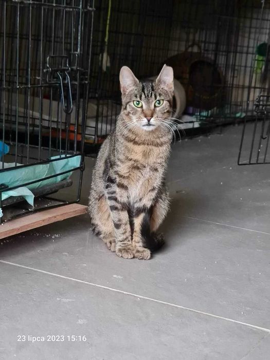 Ananasek - mały dzikusek