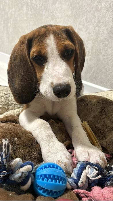 Бігль для вʼязки