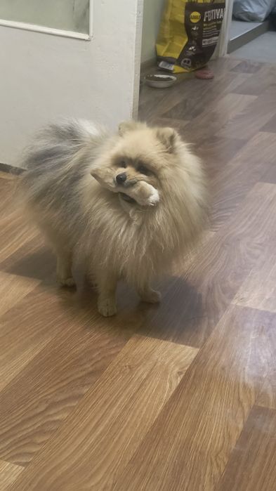 Шпіц шукає наречену, розв'язаний, гарне потомство