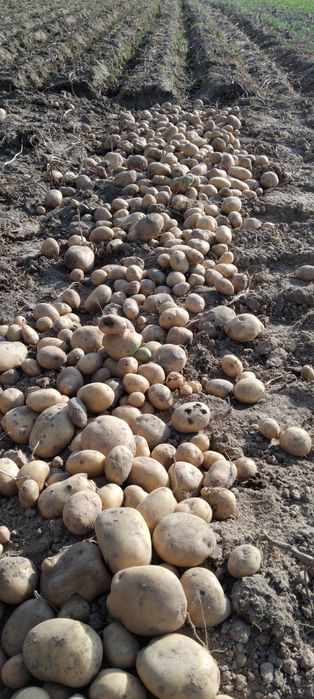 Ziemniaki z uprawy ekologicznej