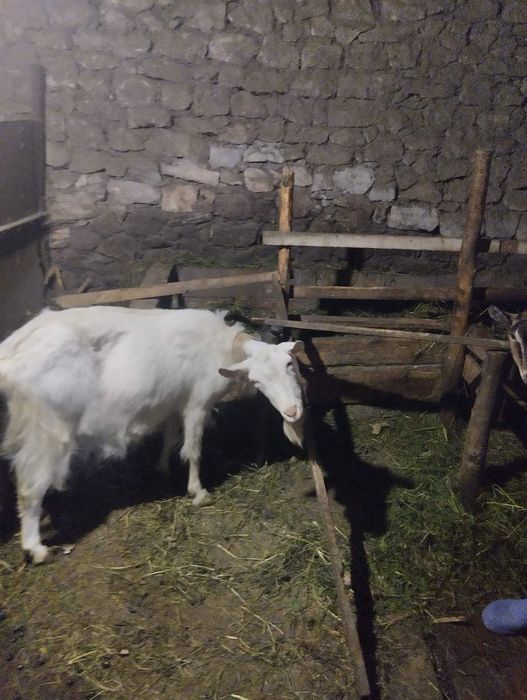 Продам дуже добру козу