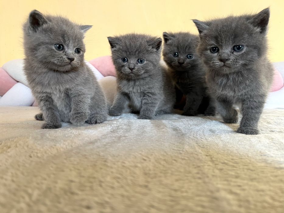 Шотландські  кошенята