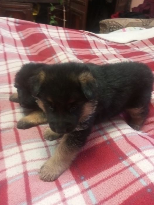 Німецька вівчарка