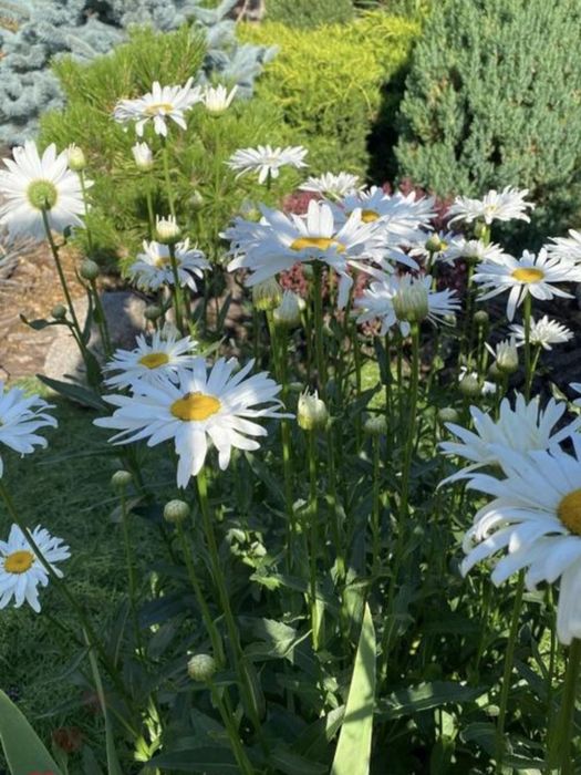 Ромашка садова крупна