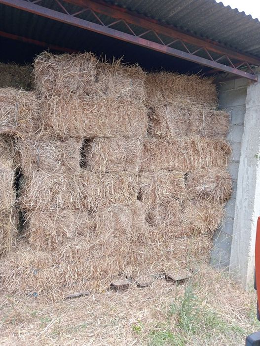 Fardos de palha feno