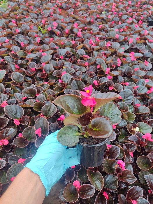 Бегонія в наявності