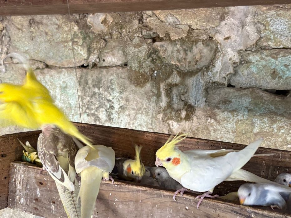 Vendo Caturras, periquitos e rolas diamante